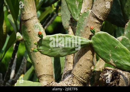 Opuntia cochenillifera (auch warme Hand, nopaler Kaktus genannt) mit einem natürlichen Hintergrund. Opuntia cochenillifera ist eine Kaktusart Stockfoto