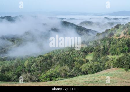 Niedrige Wolken überziehen die Hügel in Sonoma County, Kalifornien. Stockfoto