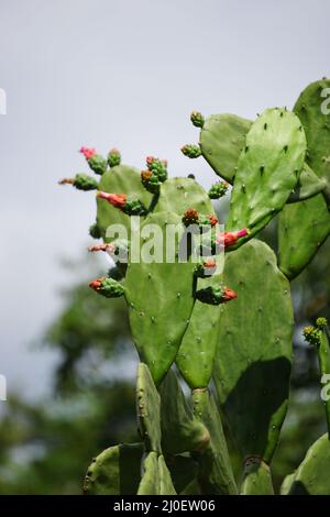 Opuntia cochenillifera (auch warme Hand, nopaler Kaktus genannt) mit einem natürlichen Hintergrund. Opuntia cochenillifera ist eine Kaktusart Stockfoto