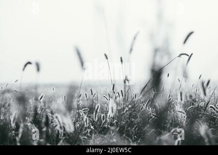 Flauschige Sträucher Timothy Gras am frühen Frühlingsmorgen unter den hellen und sanften Sonnenstrahlen. Makroaufnahme mit selektivem Fokus und Sha Stockfoto