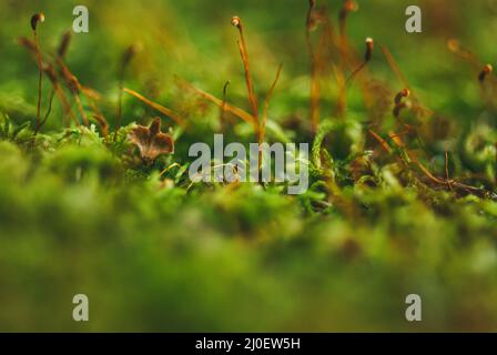 Grünes Moos im Frühlingswald. Makroaufnahme mit selektivem Fokus und flachem Freiheitsgrad Stockfoto