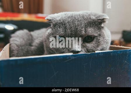 Grau schottische Falte Katze sitzt in blauen Schuhkarton. Katzen sind meist sehr neugierig und klettern in Kisten Stockfoto