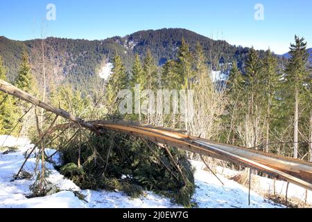 Abgestürztes Holz in einem Wald Stockfoto