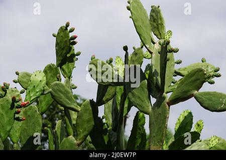 Opuntia cochenillifera (auch warme Hand, nopaler Kaktus genannt) mit einem natürlichen Hintergrund. Opuntia cochenillifera ist eine Kaktusart Stockfoto