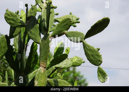 Opuntia cochenillifera (auch warme Hand, nopaler Kaktus genannt) mit einem natürlichen Hintergrund. Opuntia cochenillifera ist eine Kaktusart Stockfoto