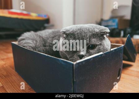 Graue schottische Falte Katze sitzt in Schuhkarton. Katzen sind meist sehr neugierig und kommen gerne an interessante Orte. Selektiv Stockfoto