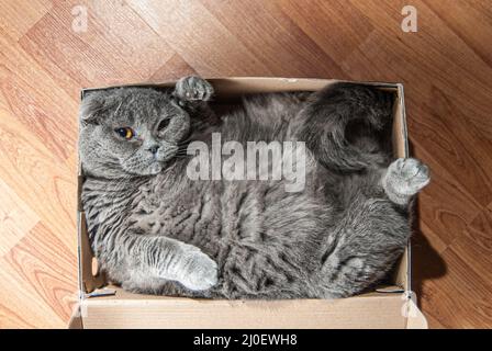 Graue schottische Falte Katze sitzt in Schuhkarton. Katzen sind meist sehr neugierig und kommen gerne an interessante Orte Stockfoto