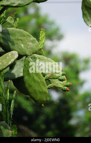 Opuntia cochenillifera (auch warme Hand, nopaler Kaktus genannt) mit einem natürlichen Hintergrund. Opuntia cochenillifera ist eine Kaktusart Stockfoto