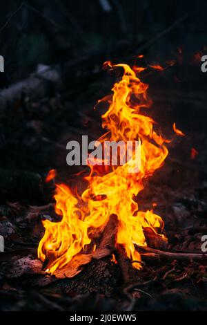 Brennendes Holz am Abend im Wald. Lagerfeuer im touristischen Camp in der Natur. Grillen und Kochen an der frischen Luft im Freien. Flame und f Stockfoto