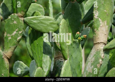 Opuntia cochenillifera (auch warme Hand, nopaler Kaktus genannt) mit einem natürlichen Hintergrund. Opuntia cochenillifera ist eine Kaktusart Stockfoto