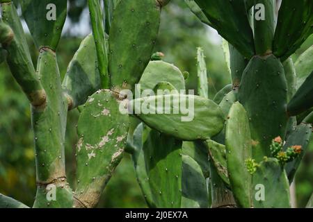 Opuntia cochenillifera (auch warme Hand, nopaler Kaktus genannt) mit einem natürlichen Hintergrund. Opuntia cochenillifera ist eine Kaktusart Stockfoto