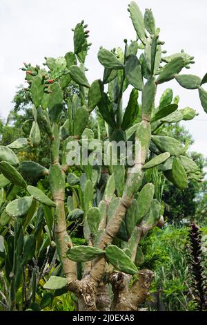 Opuntia cochenillifera (auch warme Hand, nopaler Kaktus genannt) mit einem natürlichen Hintergrund. Opuntia cochenillifera ist eine Kaktusart Stockfoto