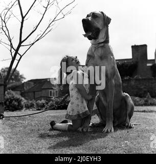 Die große Dänin namens Hermie ist ein großer Hund und wird oft von der drei Jahre alten Emma Rich zu Spaziergängen gebracht. 6.. Juli 1980 Stockfoto