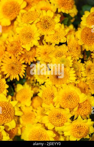 Nahaufnahme von Büschen verschiedener Chrysanthemen zum Verkauf in einem Blumenladen Stockfoto
