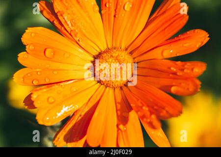 Leuchtend orange Ringelblumen, die mit Tropfen Morgentau bestreut sind. Makroaufnahme mit selektivem Fokus und flachem Freiheitsgrad Stockfoto