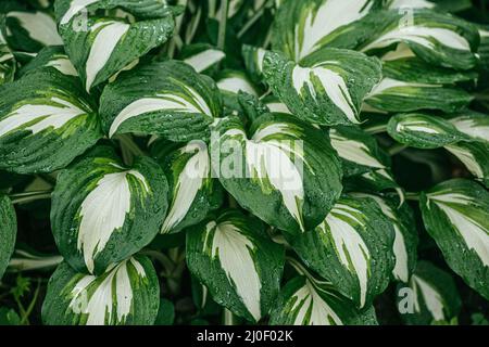 Schöne grün-weiß gestreifte Blätter von Hosta Pflanze. Makroaufnahme mit selektivem Fokus und flachem Freiheitsgrad Stockfoto