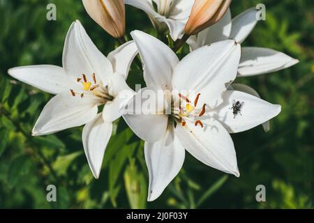 Rosa weiße Lilienblume auf einem Hintergrund des grünen Frühlingsgartens. Makroaufnahme mit selektivem Fokus und flachem Freiheitsgrad Stockfoto