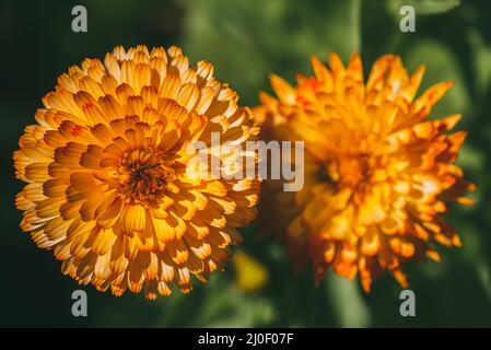 Zwei große orangefarbene Aster-Blüten von oben Stockfoto