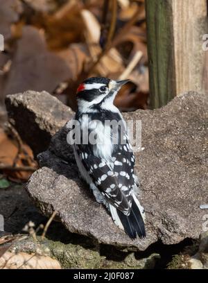 Erwachsener Kater, Downy Woodpecker, der auf einem Felsen thront Stockfoto