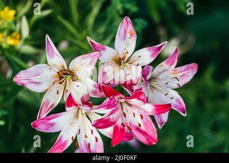 Rosa weiße Lilienblume auf einem Hintergrund des grünen Frühlingsgartens. Makroaufnahme mit selektivem Fokus und flachem Freiheitsgrad Stockfoto