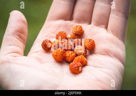 In der Nahaufferde befindet sich eine Handvoll reifer Walderdbeeren. Veganes Lebensmittelkonzept. Unbeschwerter Sommertag. Makroaufnahme mit selektivem Fokus Stockfoto