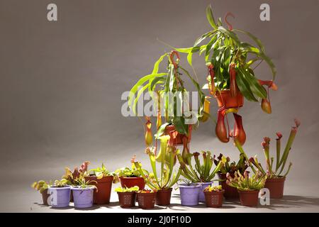 Sorten von räuberischen Pflanzen in Blumentöpfen Stockfoto