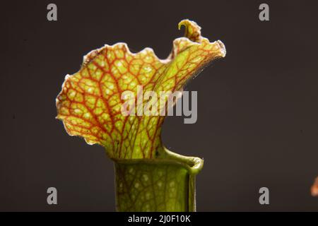 Purple sarracenia Flower - fleischfressende Pflanze, die Insekten fängt Stockfoto