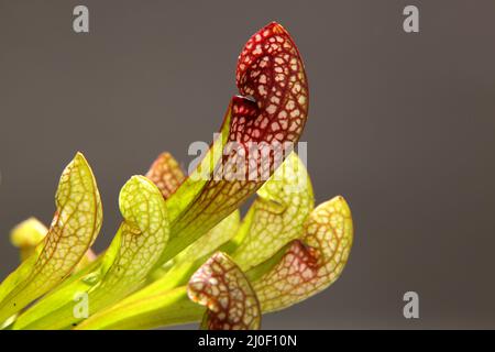 Purple sarracenia Flower - fleischfressende Pflanze, die Insekten fängt Stockfoto