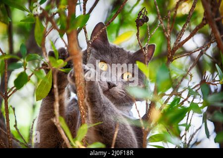 Katze im Baum Stockfoto