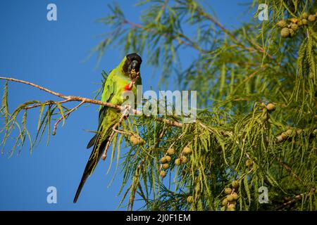 Der Nandagesittich (Aratinga nenday), der sich in freier Wildbahn in Buenos Aires von einer Montezuma-Weißkopfzypresse (Taxodium mucronatum) ernährt Stockfoto