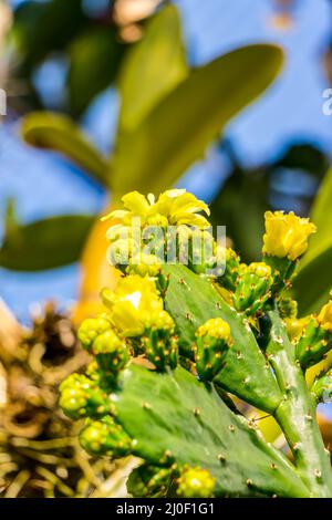 Kaktus der Gattung Brasiliopuntia brasiliensis Stockfoto