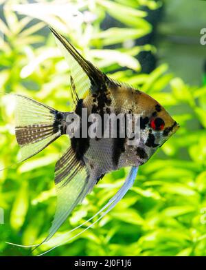 Unterwasserwelt des Aquariums. Pflanzen und Fische im Süßwasseraquarium. Natürlicher Hintergrund natürlicher Lebensraum. Heimhobby. Stockfoto