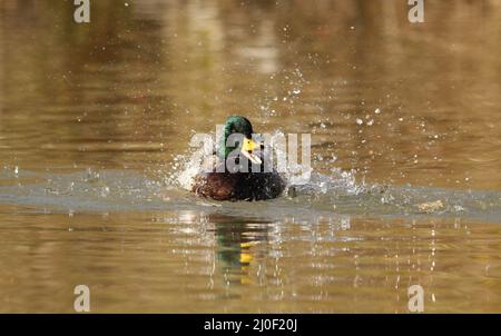 Eine männliche Mallard-Ente (Anas platyrhynchos), die in einem Teich mit offenem Schnabel und fliegenden Wassertröpfchen baden und plantschen soll. Aufgenommen in Victoria, British Colu Stockfoto