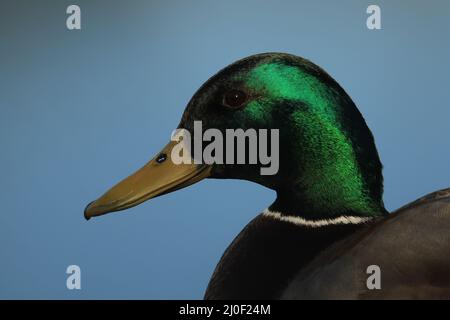 Eine Nahaufnahme des Kopfes einer männlichen Mallard-Ente (Anas platyrhynchos) mit seinen grünen Federn, die das Licht fangen und reflektieren und leuchten. Die Hinterbeine Stockfoto