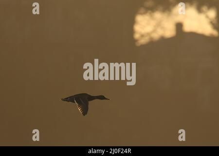 Eine männliche Mallard-Ente (Anas platyrhynchos) fliegt über einen See in einem Wohngebiet mit Häusern im Hintergrund. Das Morgenlicht ist warm und orange. Stockfoto