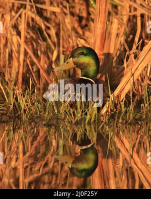Eine männliche Mallard-Ente (Anas platyrhynchos), die im Gras oder Schilf am Rand eines Teiches oder Sees im warmen Morgenlicht mit einer Spiegelung im Wasser sitzt. Stockfoto