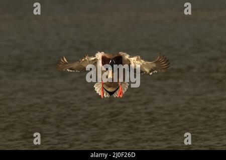 Eine männliche Mallard-Ente (Anas platyrhynchos), die auf die Kamera oder den Betrachter zufliegt, während sie landet. Aufgenommen in Victoria, British Columbia, Kanada. Stockfoto