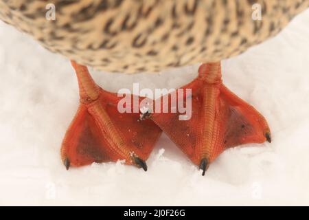 Nahaufnahme der orangefarbenen Webfüße einer weiblichen Mallard-Ente (Anas platyrhynchos), die im Schnee steht. Aufgenommen in Victoria, British Columbia, Kanada. Stockfoto