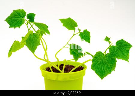 Grüne Sprossen im Topf. Junge Triebe von Gurken. Gemüse zu Hause anbauen. Stockfoto