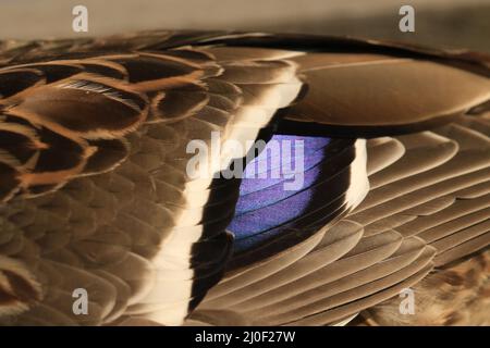 Nahaufnahme der irriabisierenden purpurblauen Federn auf dem Flügel einer weiblichen Mallard-Ente (Anas platyrhynchos), aufgenommen in Victoria, British Columbia, Canad Stockfoto