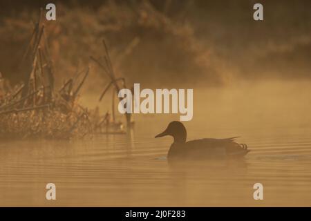 Eine Silhouette einer männlichen Mallard-Ente (Anas platyrhynchos), die in der Morgendämmerung ruhig auf einem Teich oder See in der Nähe von Gras oder Schilf schwimmt. Das Licht ist ein warmes Orange an Stockfoto