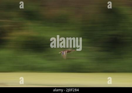 Eine verschwommene Langzeitbelichtung einer weiblichen Mallard-Ente (Anas platyrhynchos) im Flug mit einem grünen Hintergrund, der Geschwindigkeit und Bewegung zeigt. Aufgenommen in Victoria, B Stockfoto