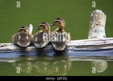 Drei entzückende Baby Mallard (Anas platyrhynchos) Enten sitzen zusammen auf einem Balken in einem Teich oder See mit grünem Wasser und schauen in der gleichen direkten Stockfoto