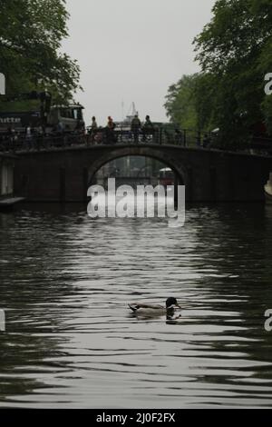 Eine männliche Mallard-Ente (Anas platyrhynchos) schwimmt in einem der Amsterdamer Kanäle in der Nähe einer Brücke. Stockfoto