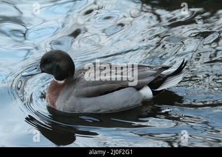 Ein männlicher Mallard- und Northern Pintail-Entenhybrid, der Eigenschaften und Markierungen beider Arten aufweist. Aufgenommen in Victoria, British Columbia, Kanada. Stockfoto