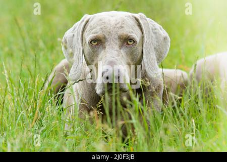 Deutscher grauer Zeigehund auf der Wiese Stockfoto