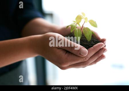 Das Unternehmen von Geburt an zu pflegen. Ausgeschnittene Aufnahme einer angehenden Pflanze, die von einer nicht erkennbaren Geschäftsfrau gehalten wird. Stockfoto