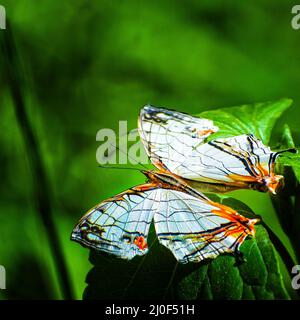 Schönste Schmetterling auf Blatt. Gemeinsame Karte Schmetterling (Cyrestis thyodadas). Stockfoto