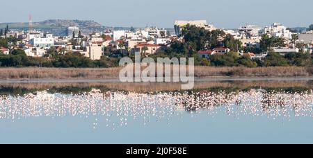 Panoramablick auf die Stadt Larnaca mit Flamingoe Vögel auf dem Salzsee, ZYPERN Stockfoto