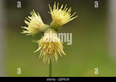 Cirsium erisithales Stockfoto